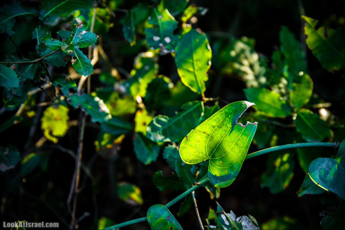 Гора Бетах и тропа Нормана | Betah mount and Norman's Trail | הר בטח ושביל נורמן | LookAtIsrael.com - Фото путешествия по Израилю