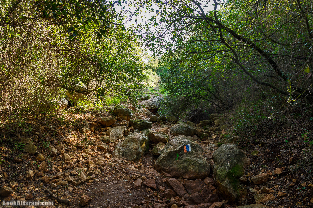Зимнее путешествие на джипах по полям и лесам горы Кармель | LookAtIsrael.com - Фото путешествия по Израилю