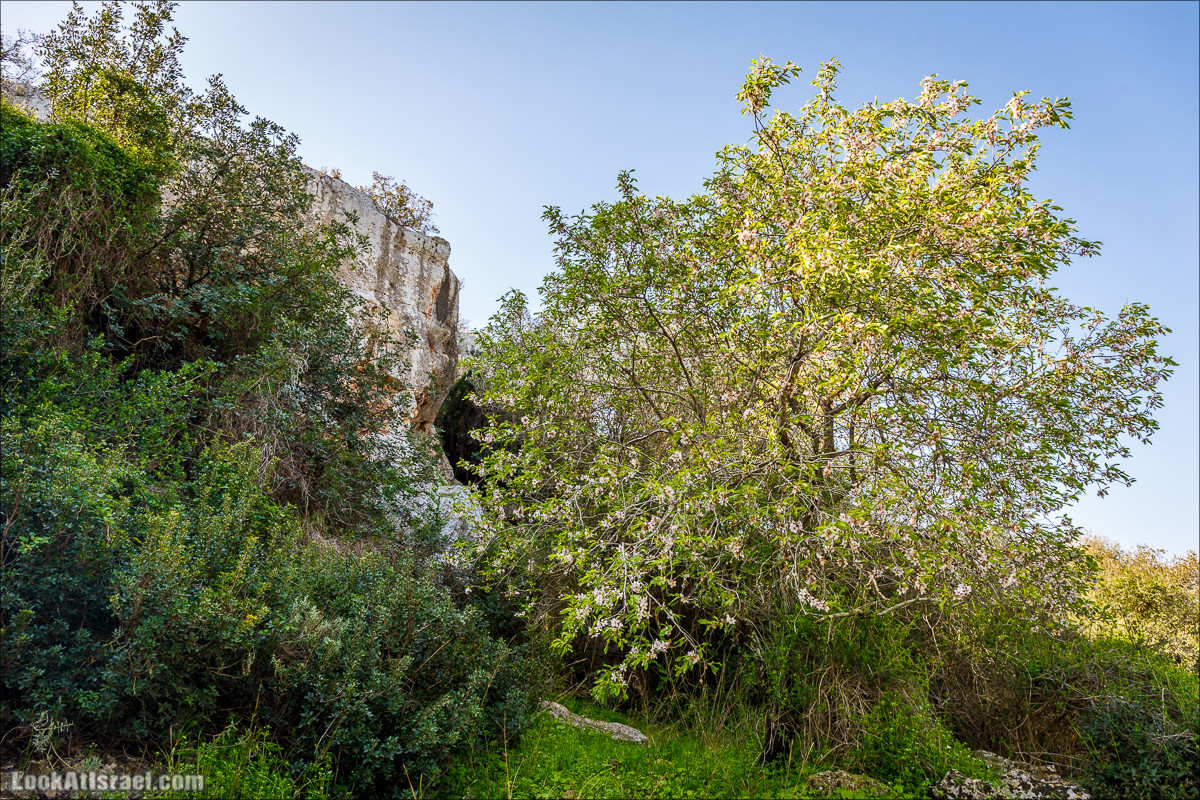 Зимнее путешествие на джипах по полям и лесам горы Кармель | LookAtIsrael.com - Фото путешествия по Израилю