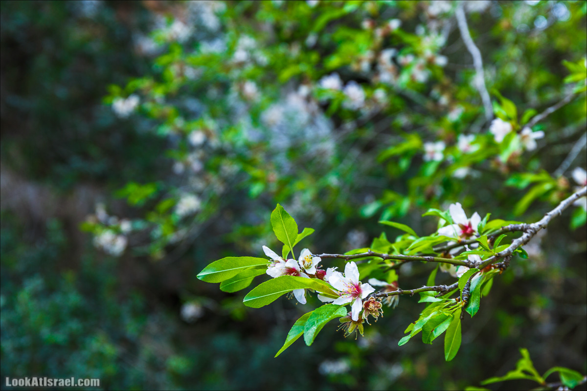 Зимнее путешествие на джипах по полям и лесам горы Кармель | LookAtIsrael.com - Фото путешествия по Израилю