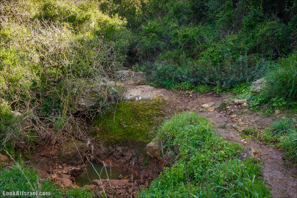 Зимнее путешествие на джипах по полям и лесам горы Кармель | LookAtIsrael.com - Фото путешествия по Израилю