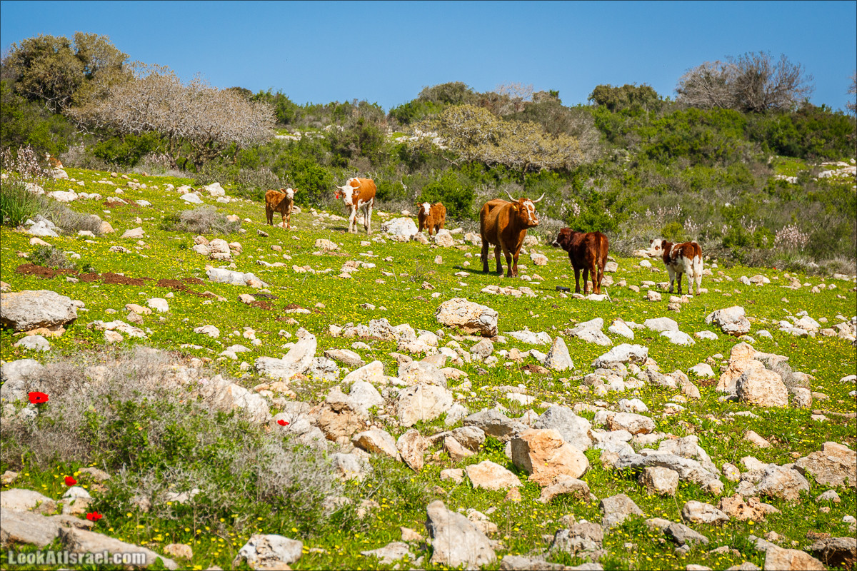 Зимнее путешествие на джипах по полям и лесам горы Кармель | LookAtIsrael.com - Фото путешествия по Израилю