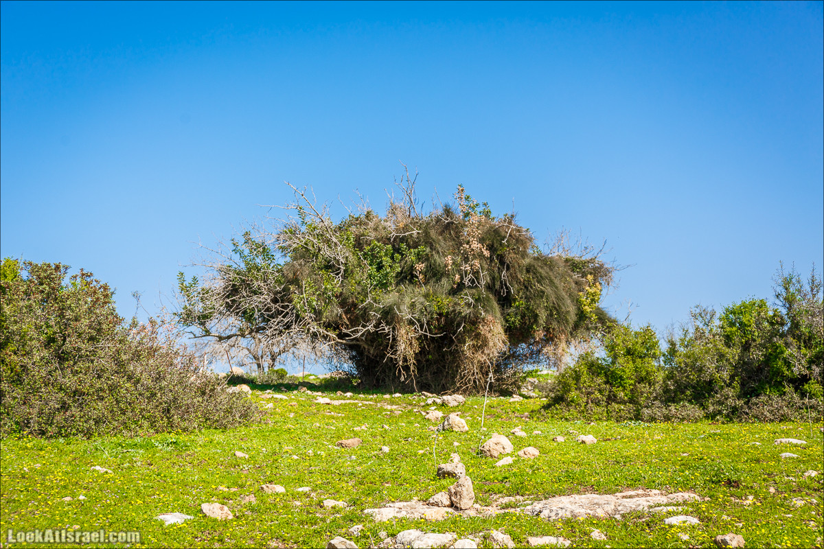 Зимнее путешествие на джипах по полям и лесам горы Кармель | LookAtIsrael.com - Фото путешествия по Израилю