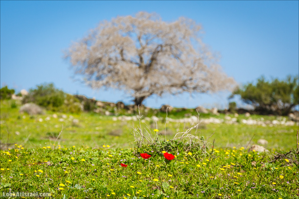 Зимнее путешествие на джипах по полям и лесам горы Кармель | LookAtIsrael.com - Фото путешествия по Израилю