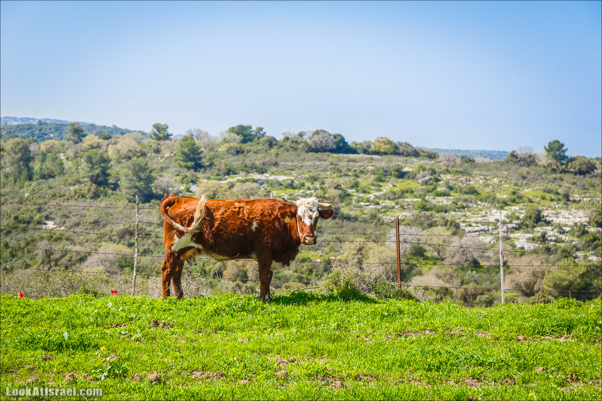 Зимнее путешествие на джипах по полям и лесам горы Кармель | LookAtIsrael.com - Фото путешествия по Израилю