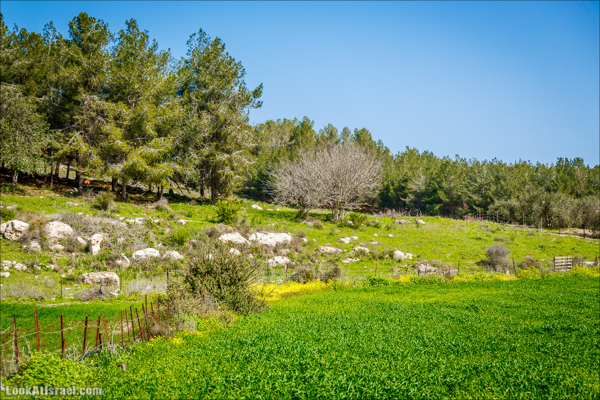 Зимнее путешествие на джипах по полям и лесам горы Кармель | LookAtIsrael.com - Фото путешествия по Израилю
