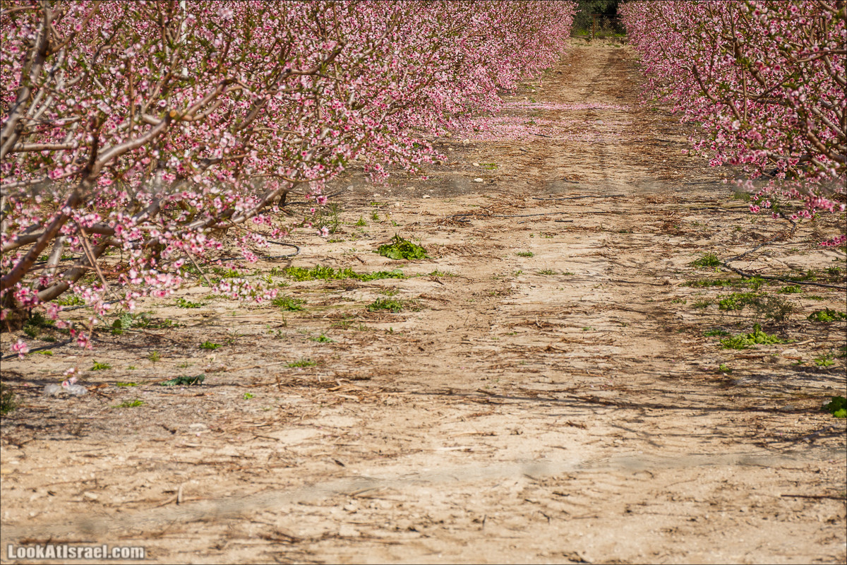 Зимнее путешествие на джипах по полям и лесам горы Кармель | LookAtIsrael.com - Фото путешествия по Израилю