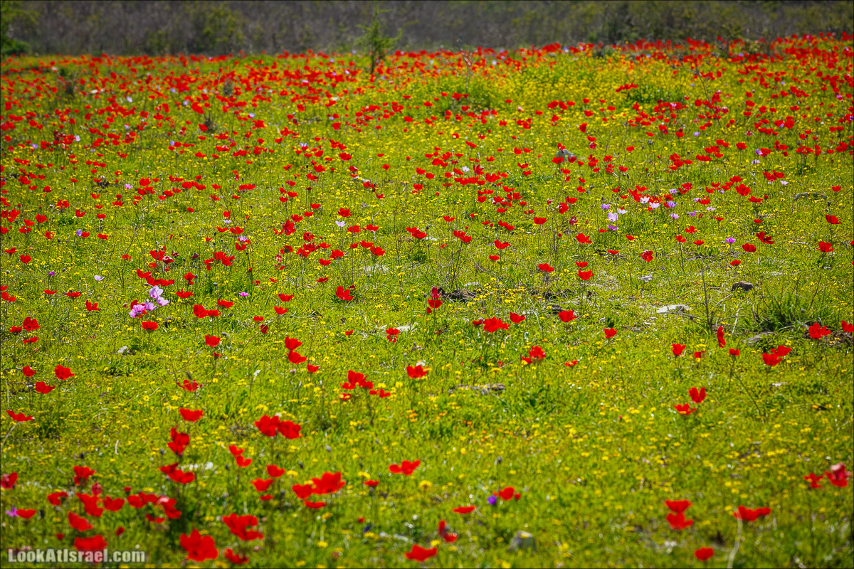 Зимнее путешествие на джипах по полям и лесам горы Кармель | LookAtIsrael.com - Фото путешествия по Израилю