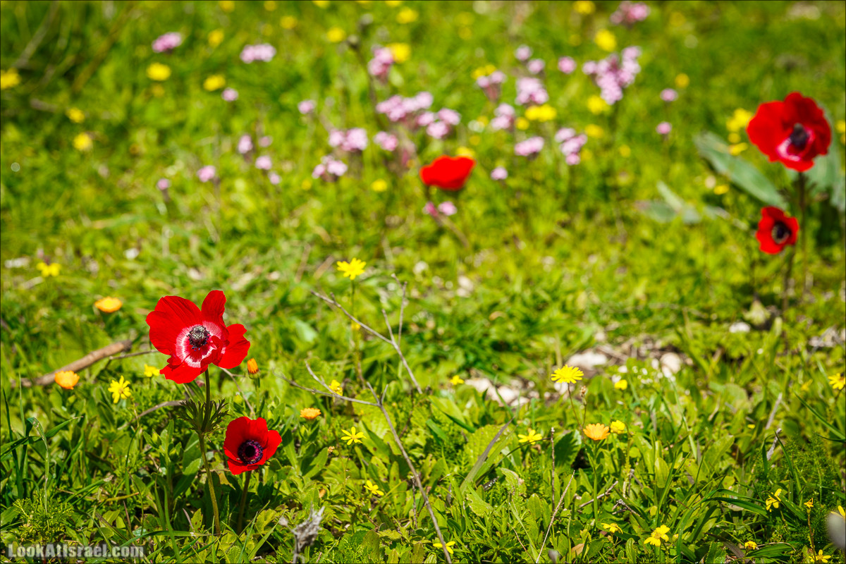 Зимнее путешествие на джипах по полям и лесам горы Кармель | LookAtIsrael.com - Фото путешествия по Израилю