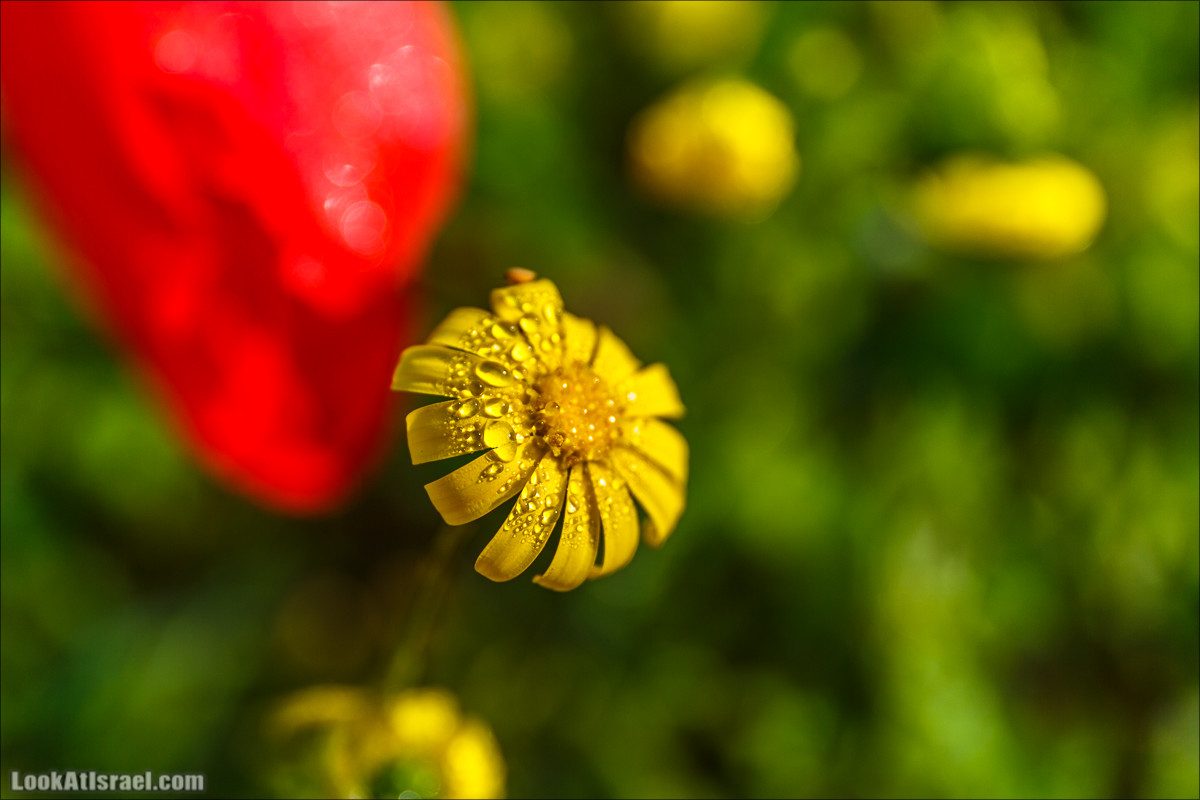 Цветение в Израиле. Самое яркое время года - зима | LookAtIsrael.com - Фото путешествия по Израилю