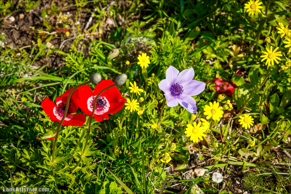 Зимнее путешествие на джипах по полям и лесам горы Кармель | LookAtIsrael.com - Фото путешествия по Израилю