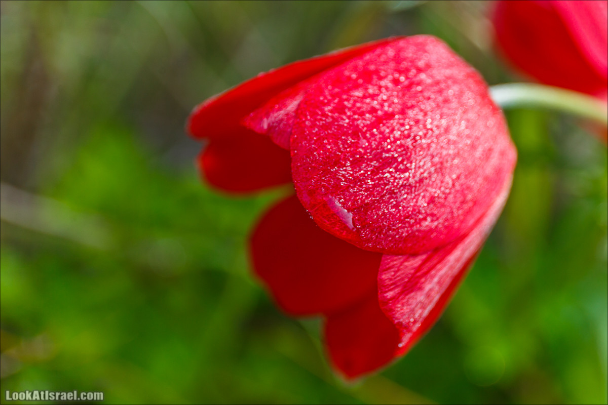 Цветение в Израиле. Самое яркое время года - зима | LookAtIsrael.com - Фото путешествия по Израилю