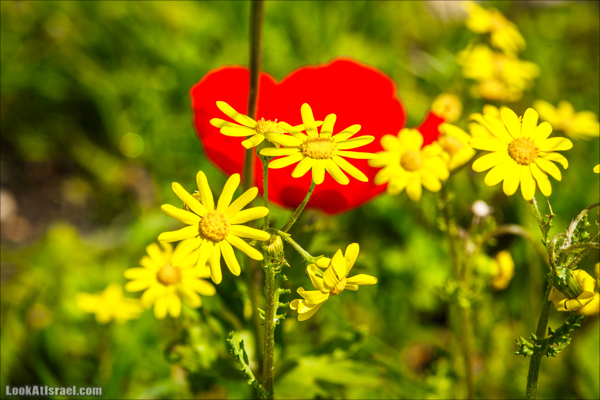 Зимнее путешествие на джипах по полям и лесам горы Кармель | LookAtIsrael.com - Фото путешествия по Израилю