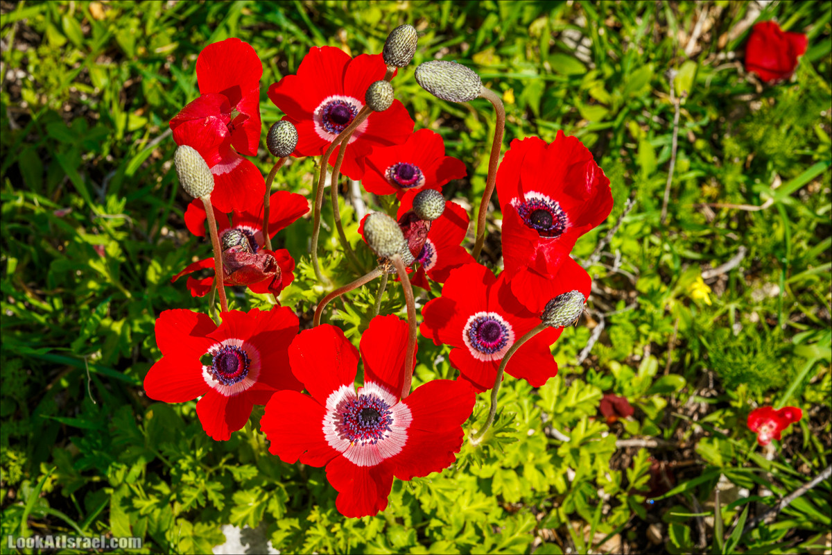 Зимнее путешествие на джипах по полям и лесам горы Кармель | LookAtIsrael.com - Фото путешествия по Израилю