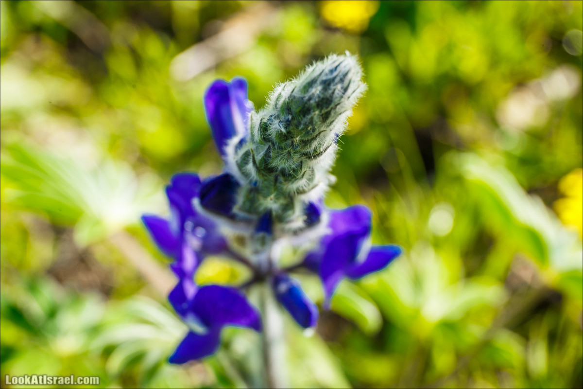Зимнее путешествие на джипах по полям и лесам горы Кармель | LookAtIsrael.com - Фото путешествия по Израилю