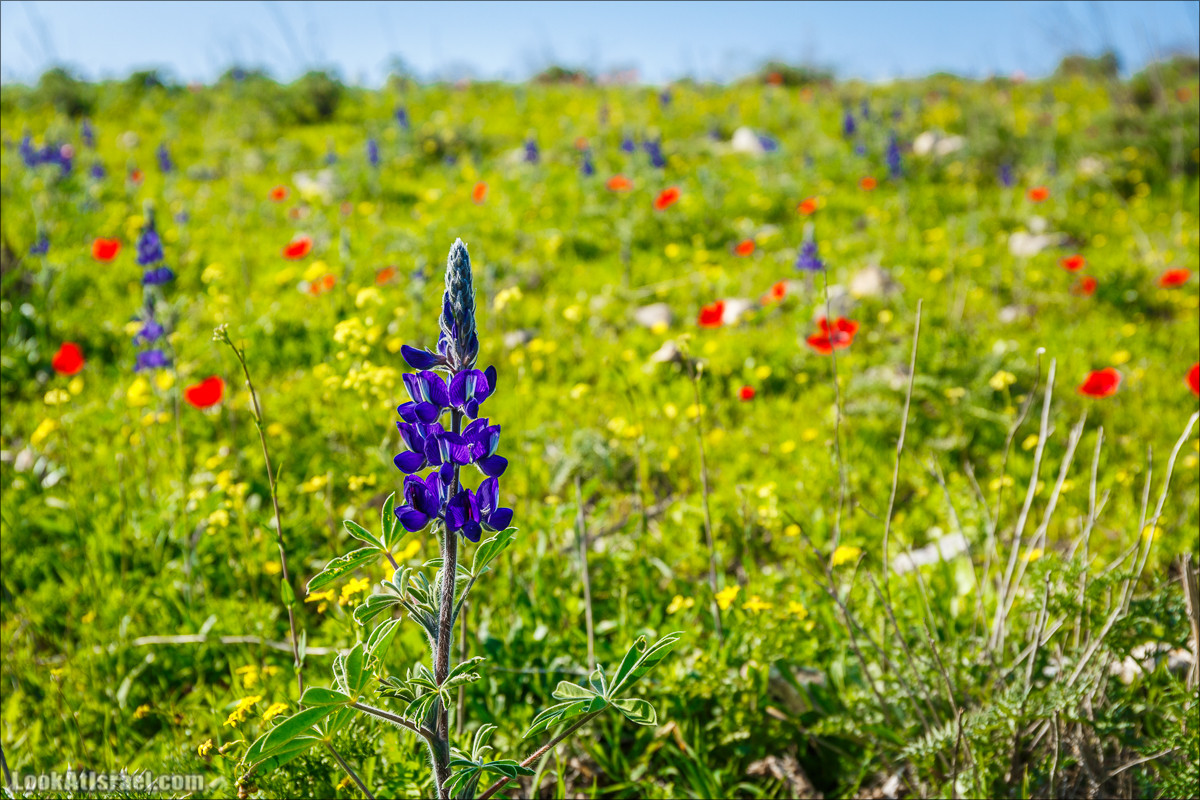 Зимнее путешествие на джипах по полям и лесам горы Кармель | LookAtIsrael.com - Фото путешествия по Израилю