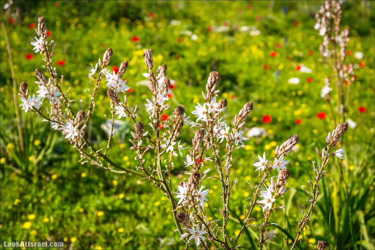 Зимнее путешествие на джипах по полям и лесам горы Кармель | LookAtIsrael.com - Фото путешествия по Израилю