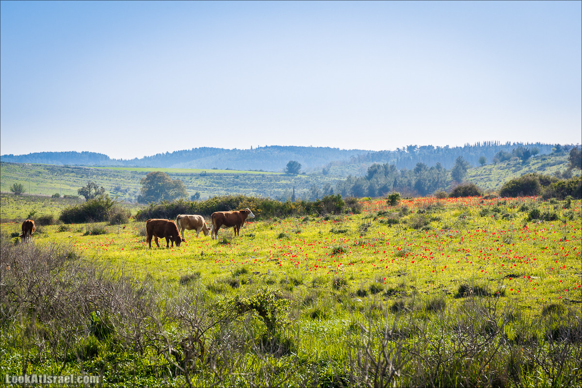 Зимнее путешествие на джипах по полям и лесам горы Кармель | LookAtIsrael.com - Фото путешествия по Израилю