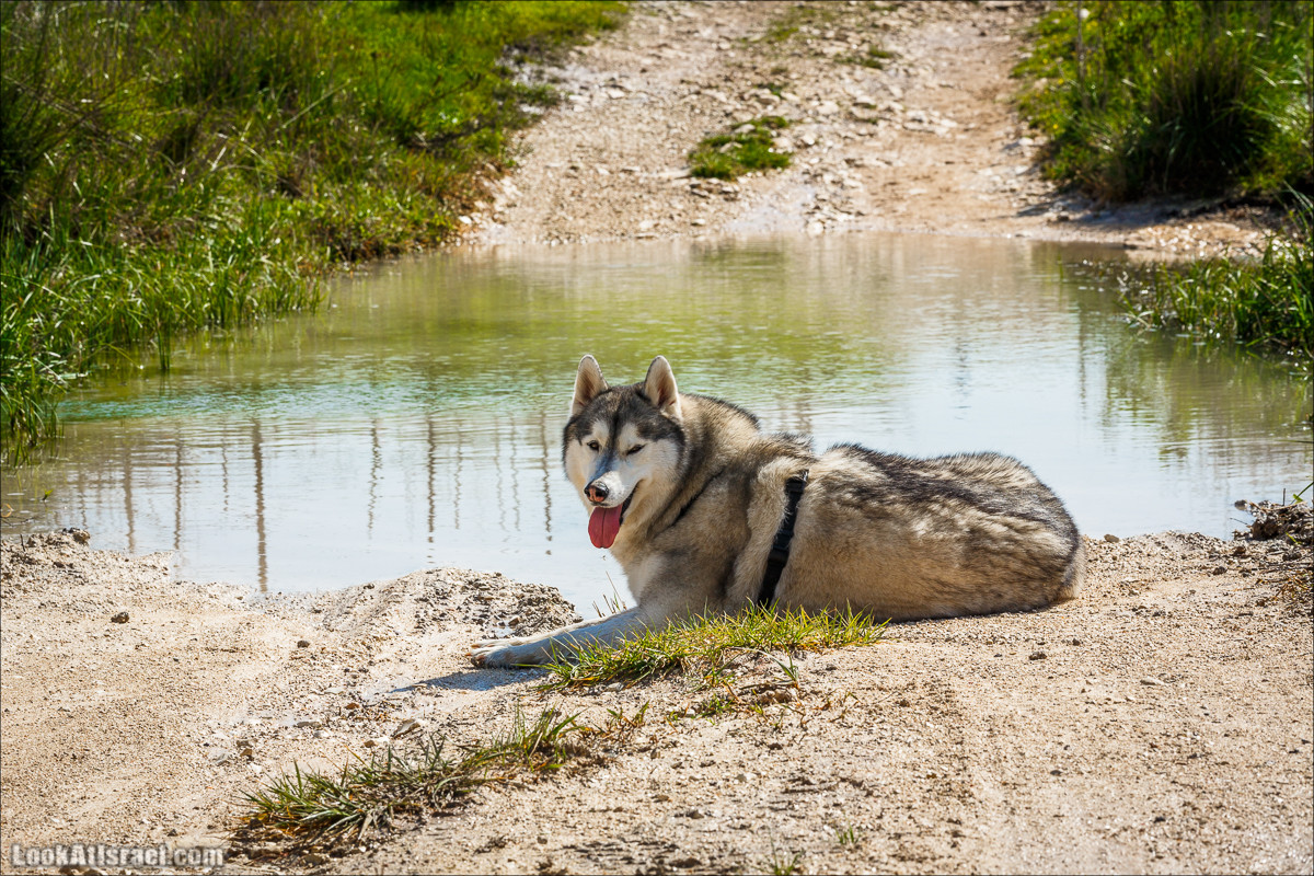 Зимнее путешествие на джипах по полям и лесам горы Кармель | LookAtIsrael.com - Фото путешествия по Израилю