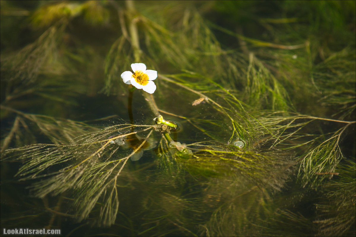Зимнее путешествие на джипах по полям и лесам горы Кармель | LookAtIsrael.com - Фото путешествия по Израилю