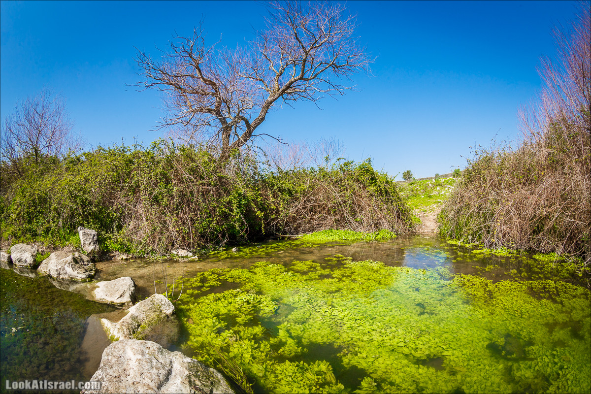 Зимнее путешествие на джипах по полям и лесам горы Кармель | LookAtIsrael.com - Фото путешествия по Израилю