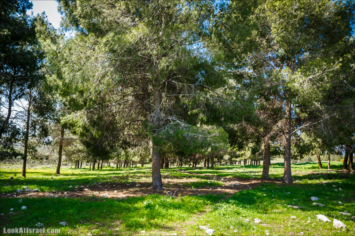Зимнее путешествие на джипах по полям и лесам горы Кармель | LookAtIsrael.com - Фото путешествия по Израилю
