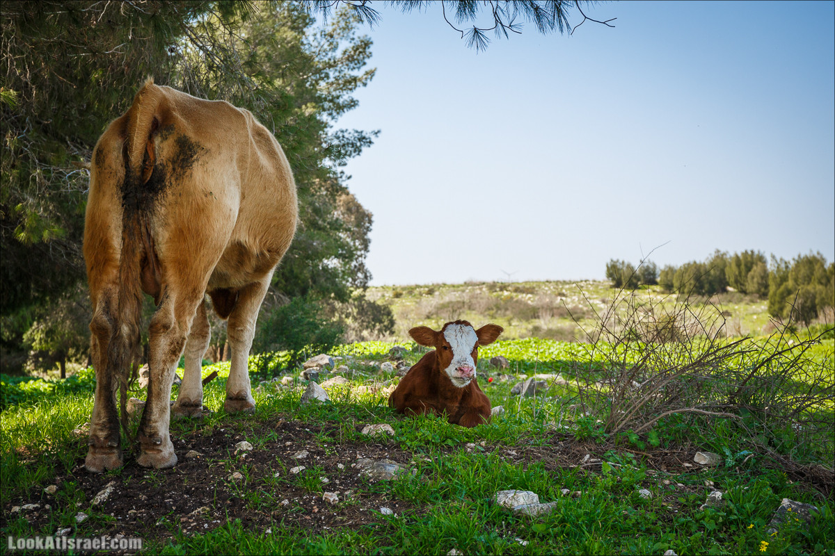 Зимнее путешествие на джипах по полям и лесам горы Кармель | LookAtIsrael.com - Фото путешествия по Израилю