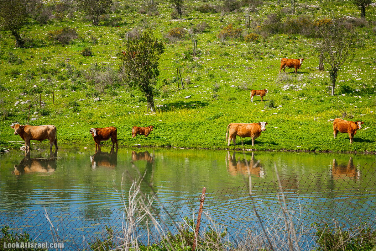 Зимнее путешествие на джипах по полям и лесам горы Кармель | LookAtIsrael.com - Фото путешествия по Израилю