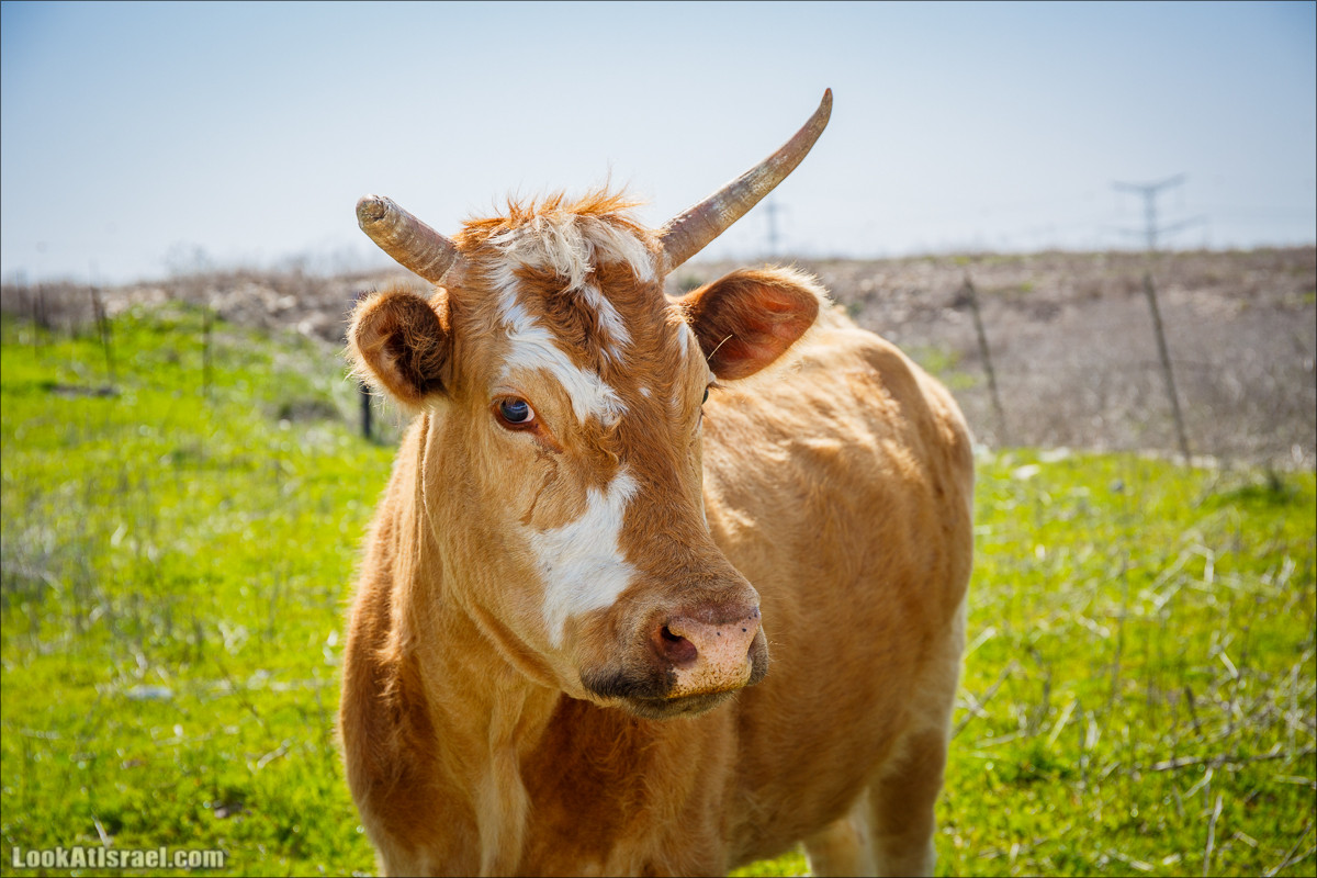 Зимнее путешествие на джипах по полям и лесам горы Кармель | LookAtIsrael.com - Фото путешествия по Израилю