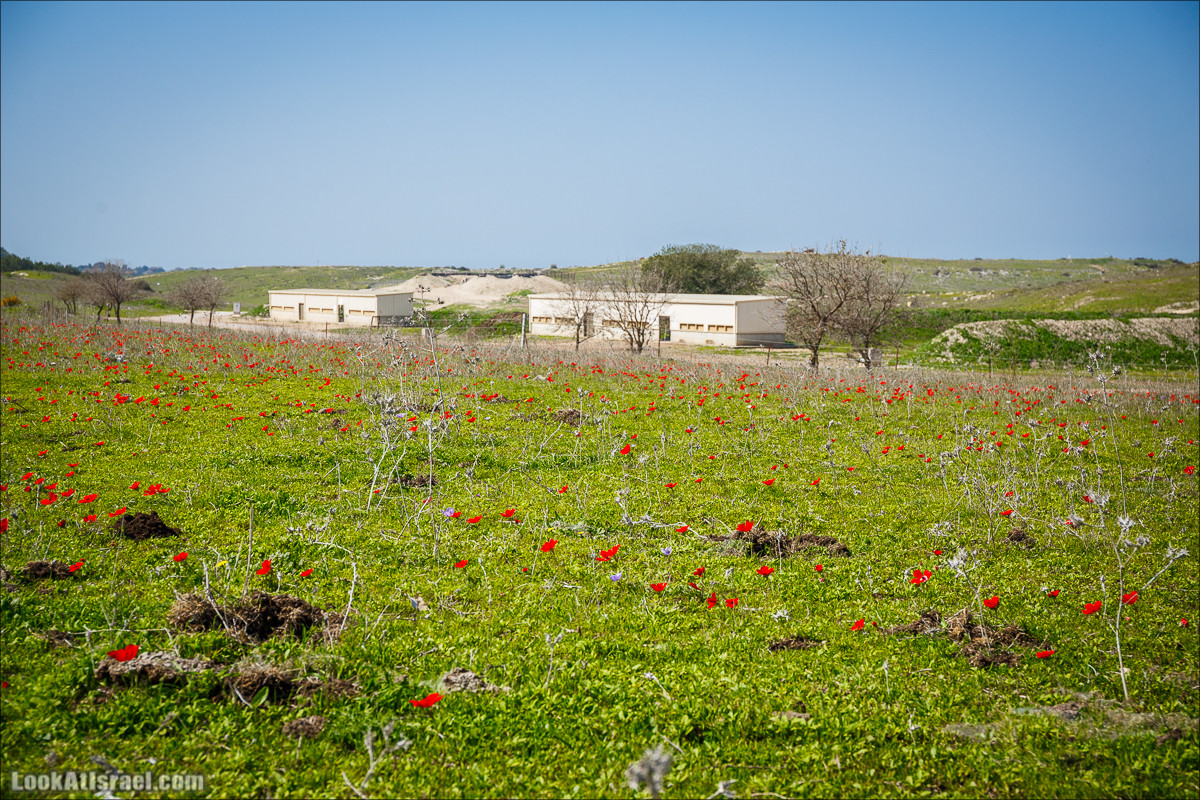 Зимнее путешествие на джипах по полям и лесам горы Кармель | LookAtIsrael.com - Фото путешествия по Израилю