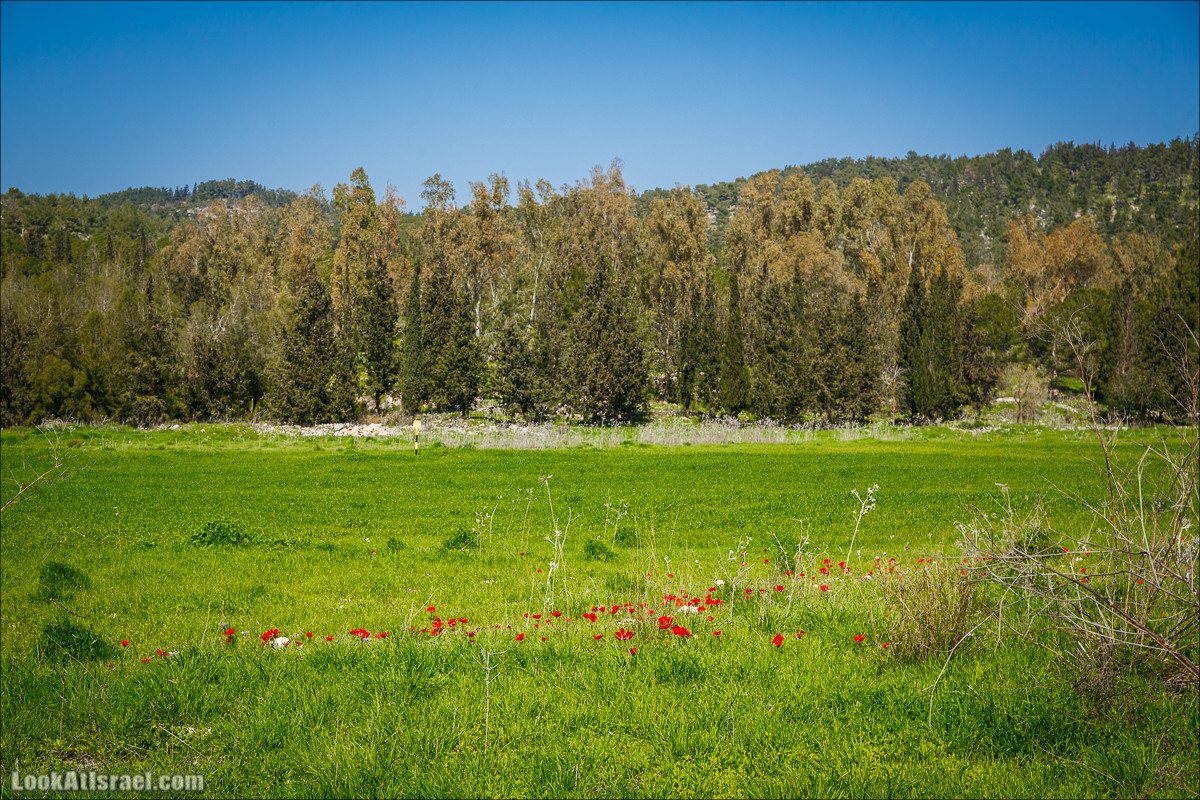 Зимнее путешествие на джипах по полям и лесам горы Кармель | LookAtIsrael.com - Фото путешествия по Израилю