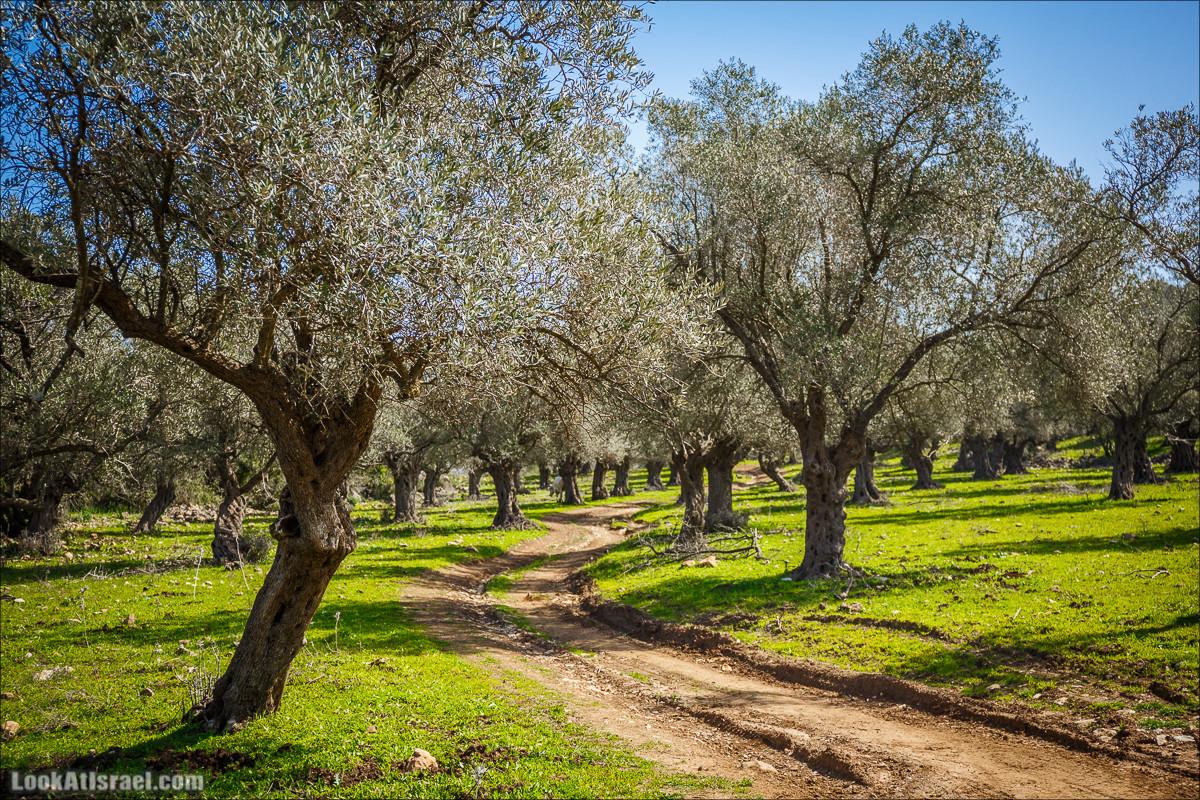 Зимнее путешествие на джипах по полям и лесам горы Кармель | LookAtIsrael.com - Фото путешествия по Израилю