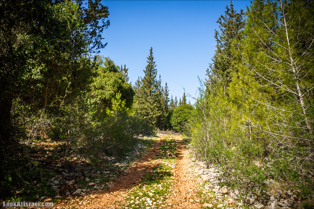 Зимнее путешествие на джипах по полям и лесам горы Кармель | LookAtIsrael.com - Фото путешествия по Израилю