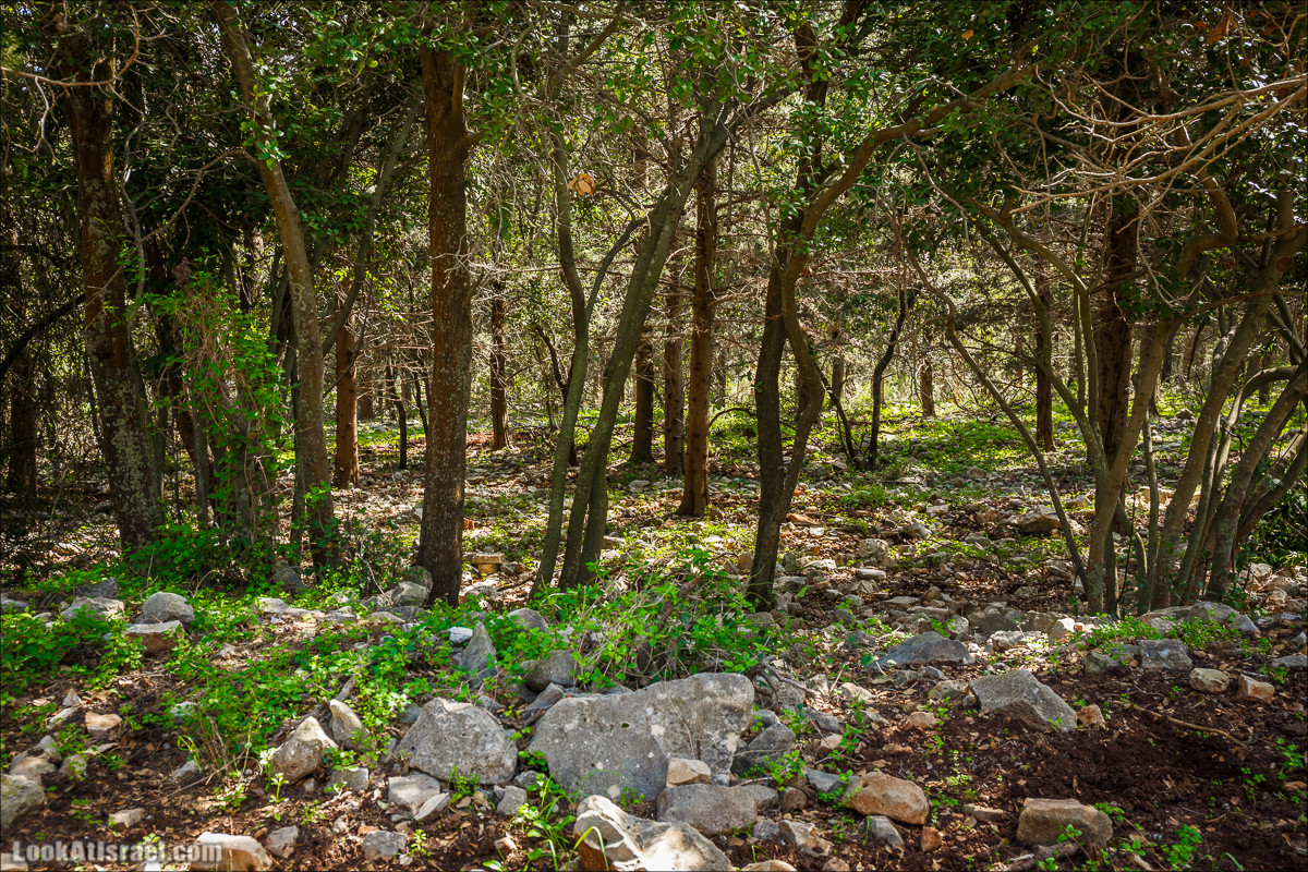 Зимнее путешествие на джипах по полям и лесам горы Кармель | LookAtIsrael.com - Фото путешествия по Израилю