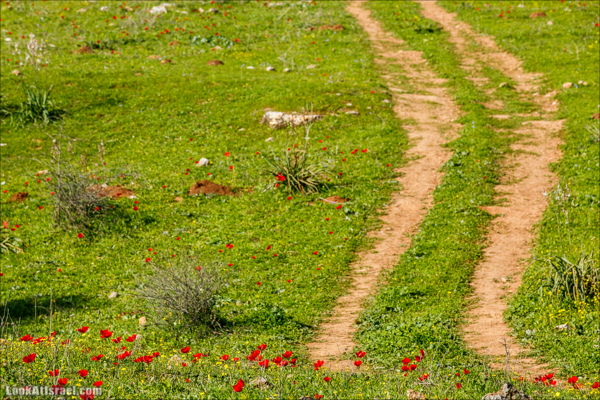 Цветение в Израиле. Самое яркое время года - зима | LookAtIsrael.com - Фото путешествия по Израилю