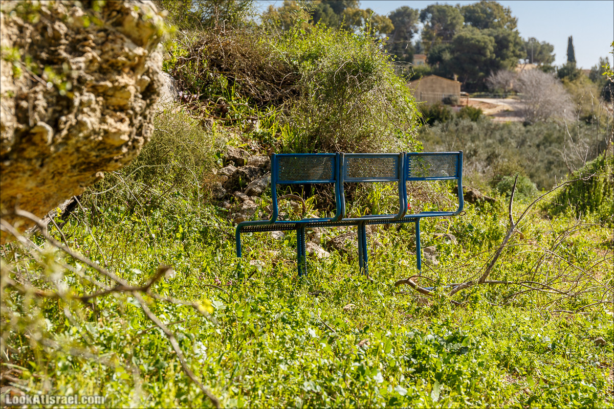 Цветение в Израиле. Самое яркое время года - зима | LookAtIsrael.com - Фото путешествия по Израилю