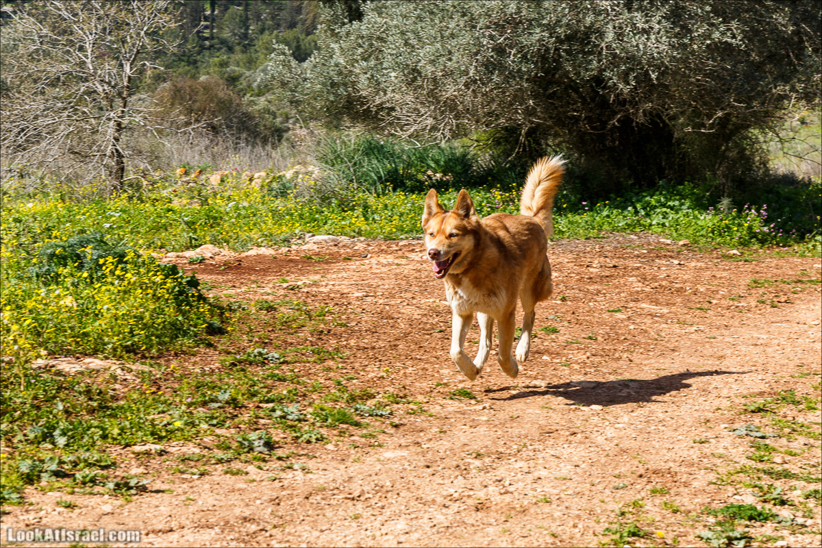 Цветение в Израиле. Самое яркое время года - зима | LookAtIsrael.com - Фото путешествия по Израилю