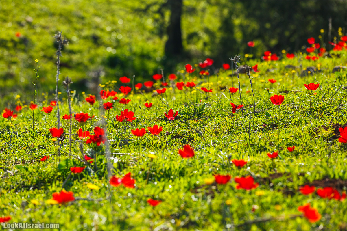 Цветение в Израиле. Самое яркое время года - зима | LookAtIsrael.com - Фото путешествия по Израилю