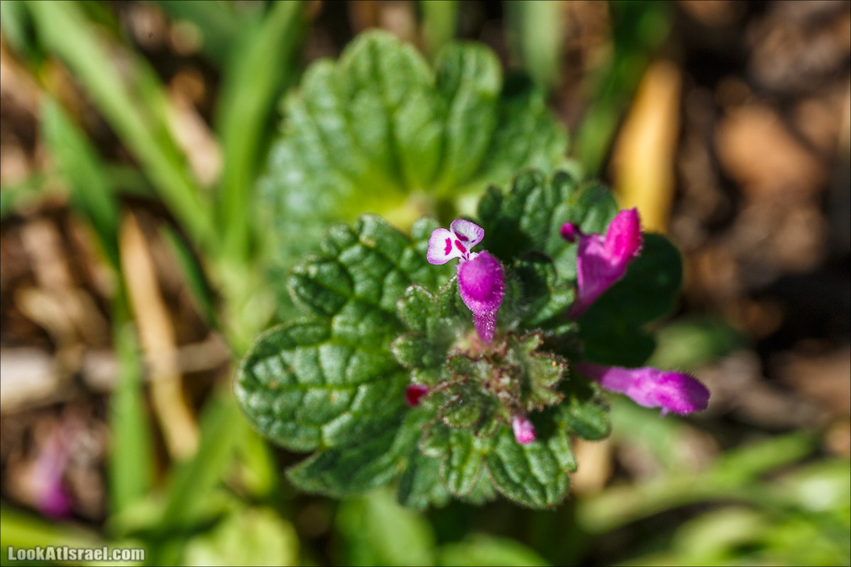 Цветение в Израиле. Самое яркое время года - зима | LookAtIsrael.com - Фото путешествия по Израилю