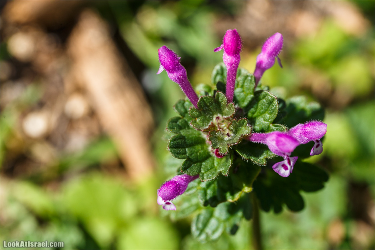 Цветение в Израиле. Самое яркое время года - зима | LookAtIsrael.com - Фото путешествия по Израилю