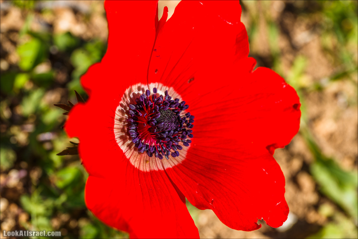 Цветение в Израиле. Самое яркое время года - зима | LookAtIsrael.com - Фото путешествия по Израилю