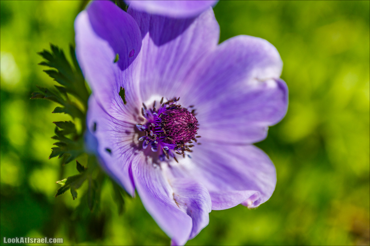 Цветение в Израиле. Самое яркое время года - зима | LookAtIsrael.com - Фото путешествия по Израилю
