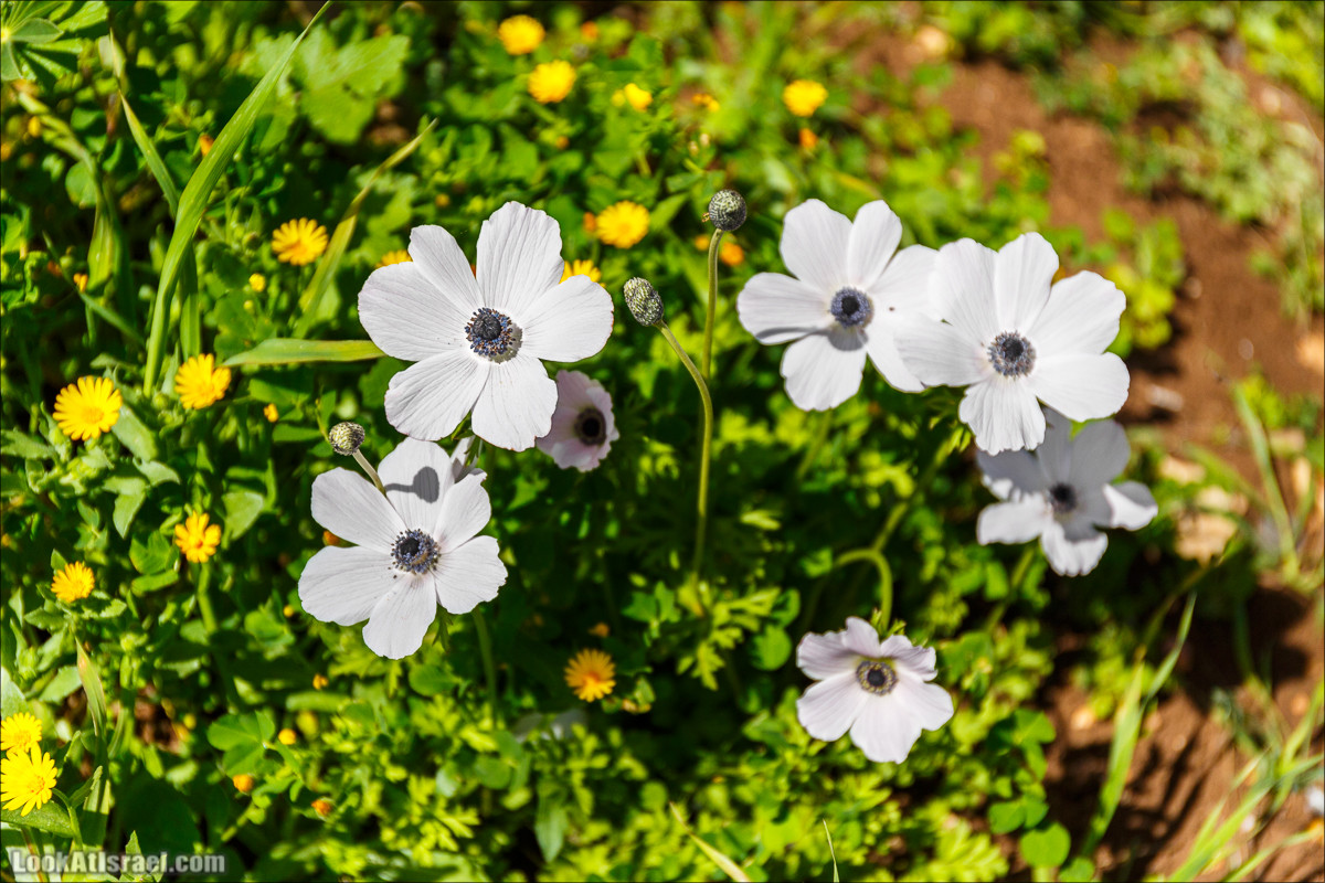 Цветение в Израиле. Самое яркое время года - зима | LookAtIsrael.com - Фото путешествия по Израилю
