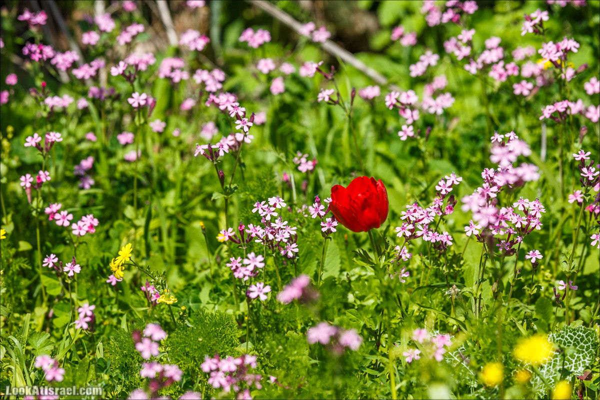 Цветение в Израиле. Самое яркое время года - зима | LookAtIsrael.com - Фото путешествия по Израилю