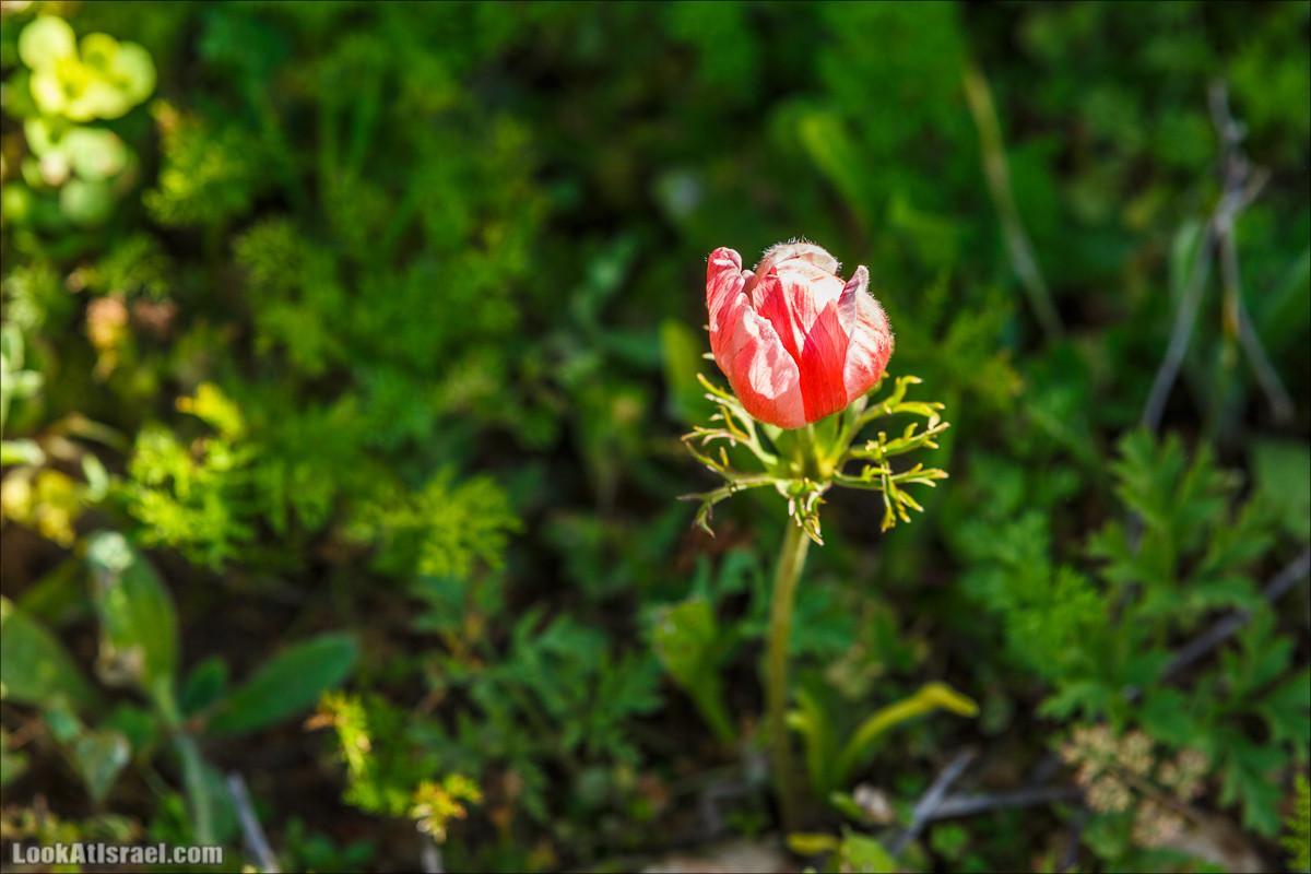 Цветение в Израиле. Самое яркое время года - зима | LookAtIsrael.com - Фото путешествия по Израилю