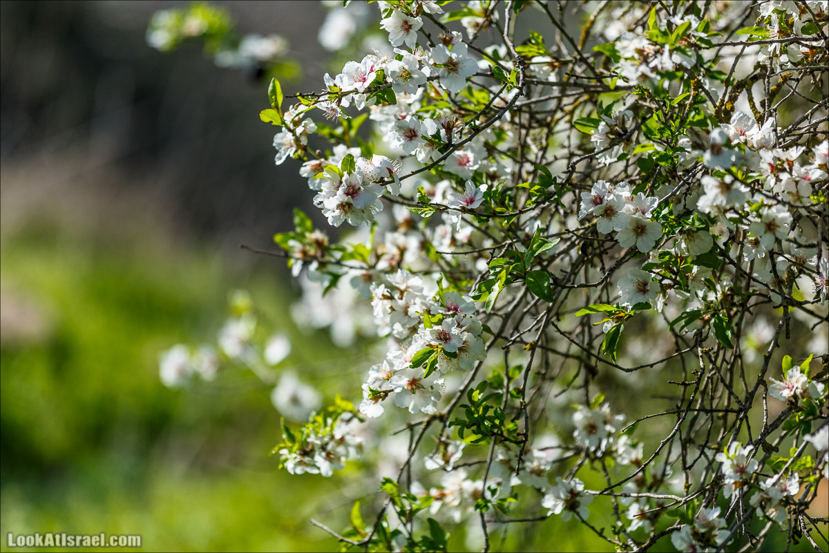 Цветение в Израиле. Самое яркое время года - зима | LookAtIsrael.com - Фото путешествия по Израилю