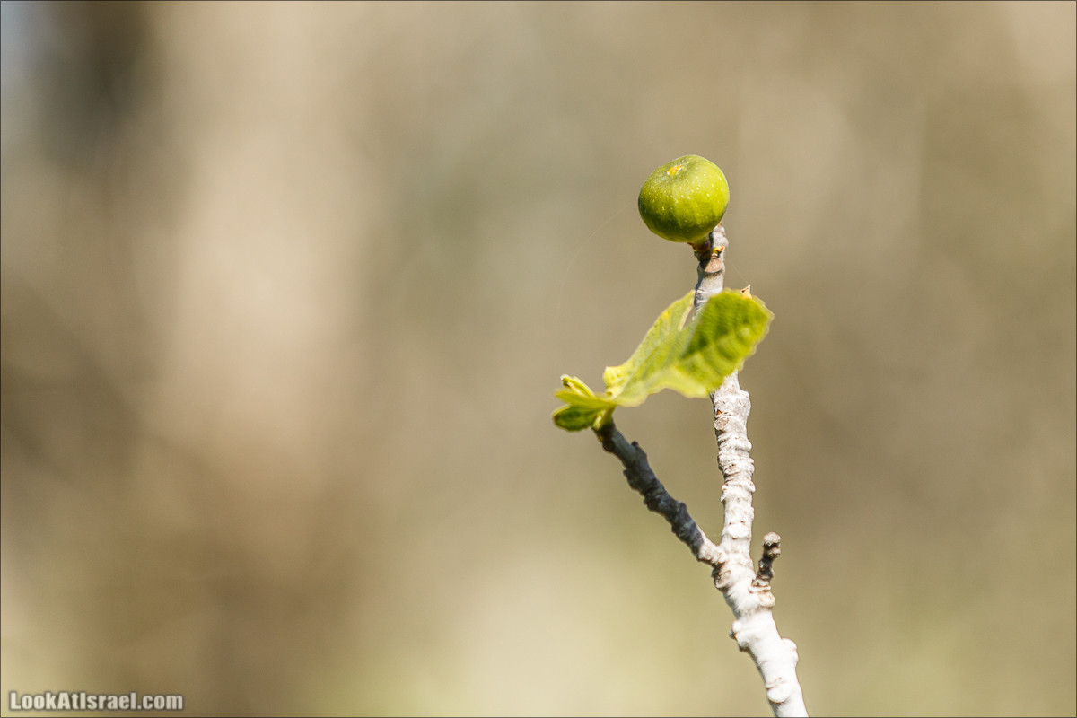 Цветение в Израиле. Самое яркое время года - зима | LookAtIsrael.com - Фото путешествия по Израилю