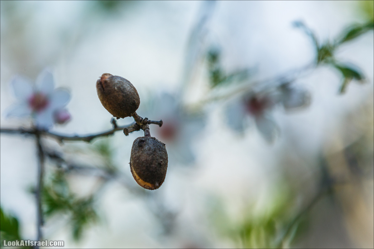 Цветение в Израиле. Самое яркое время года - зима | LookAtIsrael.com - Фото путешествия по Израилю