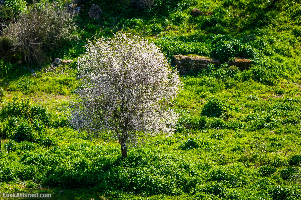 Цветение в Израиле. Самое яркое время года - зима | LookAtIsrael.com - Фото путешествия по Израилю