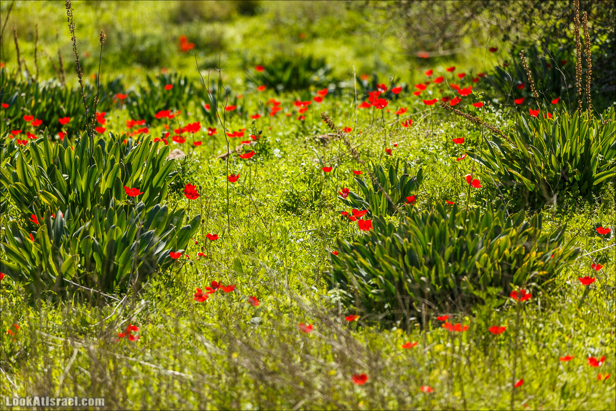 Цветение в Израиле. Самое яркое время года - зима | LookAtIsrael.com - Фото путешествия по Израилю